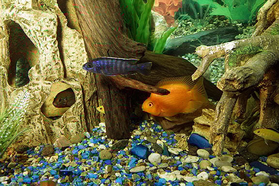 aquarium